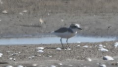 Charadrius alexandrinus