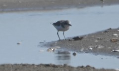 Charadrius alexandrinus