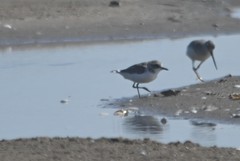 Charadrius alexandrinus