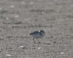 Charadrius alexandrinus