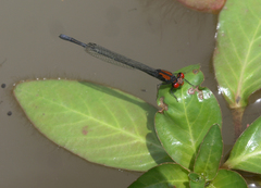 Pseudagrion massaicum