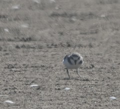 Charadrius alexandrinus