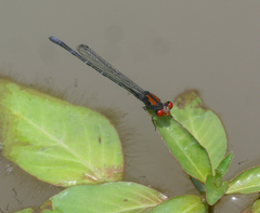 Pseudagrion massaicum