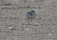 Charadrius alexandrinus