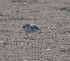 Charadrius alexandrinus