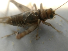 Gryllodes sigillatus