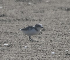Charadrius alexandrinus