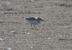 Charadrius alexandrinus