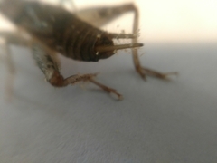 Gryllodes sigillatus