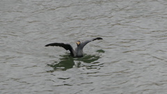 Phalacrocorax carbo