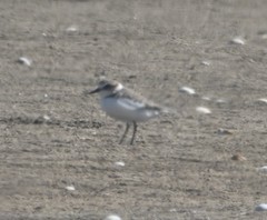 Charadrius alexandrinus