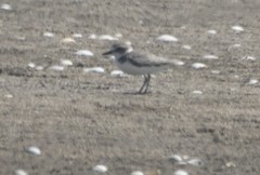 Charadrius alexandrinus