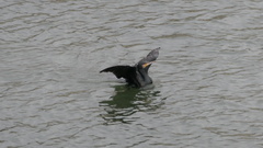 Phalacrocorax carbo