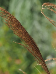 Phragmites vallatoria