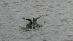 Phalacrocorax carbo
