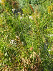 Phragmites vallatoria