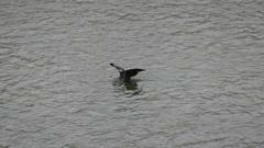 Phalacrocorax carbo