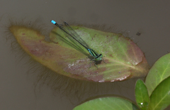 Pseudagrion nubicum