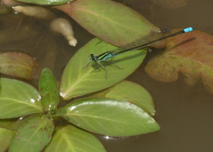 Pseudagrion nubicum