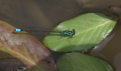 Pseudagrion nubicum