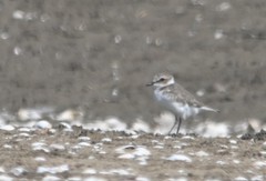 Charadrius alexandrinus