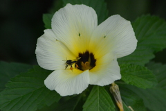 Frieseomelitta paupera