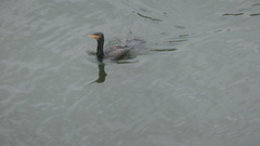 Phalacrocorax carbo