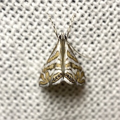 Anydraula glycerialis