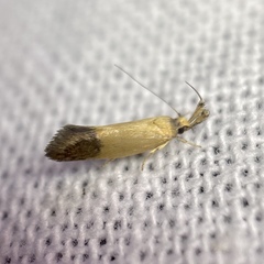 Eremnozona straminea