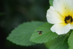 Frieseomelitta paupera