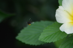 Frieseomelitta paupera