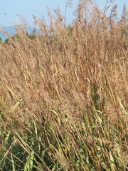 Spodiopogon formosanus