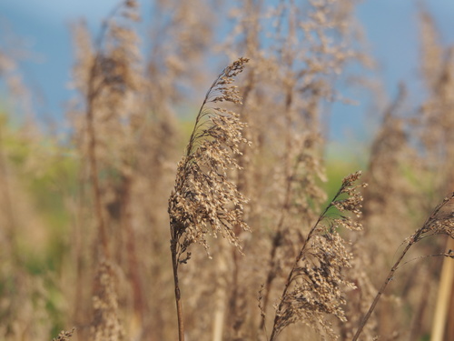 Spodiopogon formosanus
