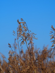 Spodiopogon formosanus