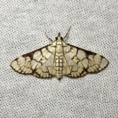 Aphytoceros lucusalis