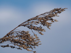 Spodiopogon formosanus