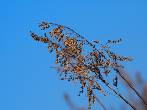 Spodiopogon formosanus, photograph 1