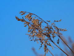 Spodiopogon formosanus