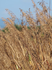 Spodiopogon formosanus