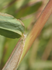 Spodiopogon formosanus