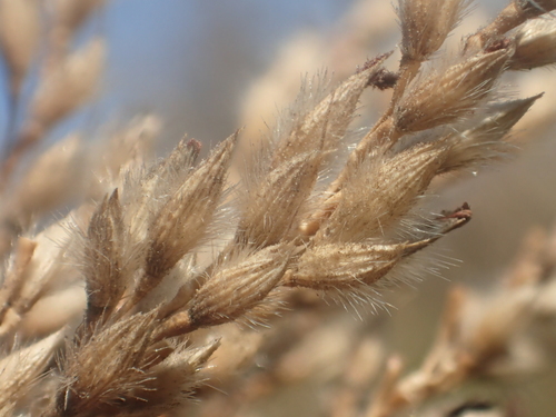 Spodiopogon formosanus, photograph 6