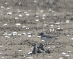 Charadrius alexandrinus