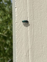 Chrysis conica