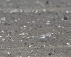 Charadrius alexandrinus