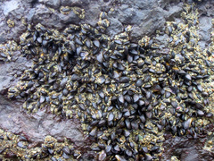 Brachidontes