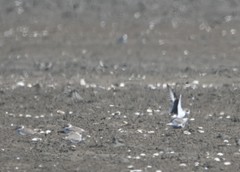 Charadrius alexandrinus