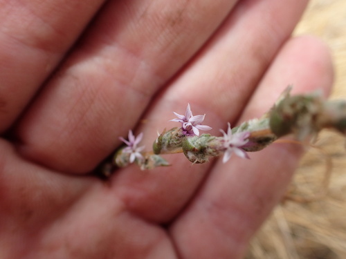 Image of Lessingia virgata by no rights reserved