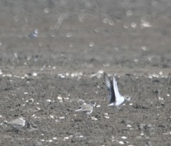 Charadrius alexandrinus