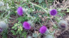 Cirsium vulgare vulgare