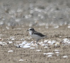 Charadrius alexandrinus